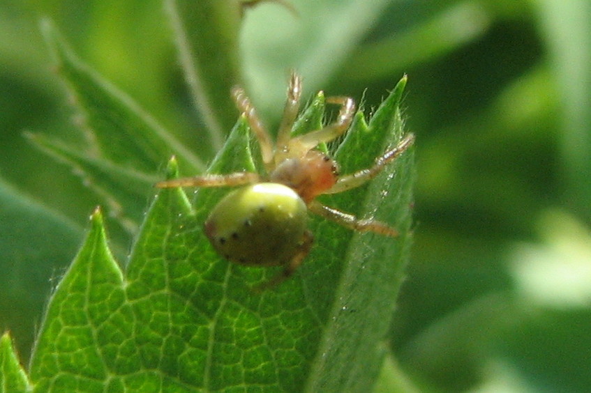 Ragnettino verde: Araniella sp.