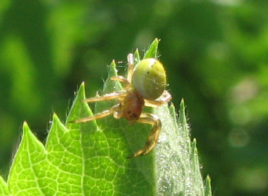 Ragnettino verde: Araniella sp.