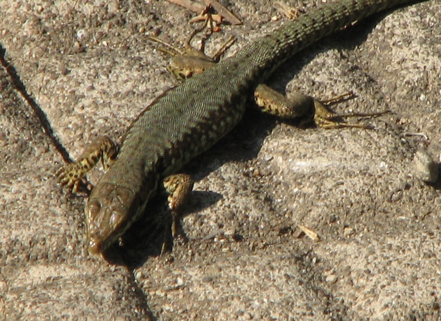 podarcis muralis con zampette strane