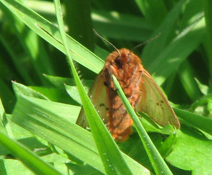 Malacosoma franconicum? No, Phragmatobia fuliginosa