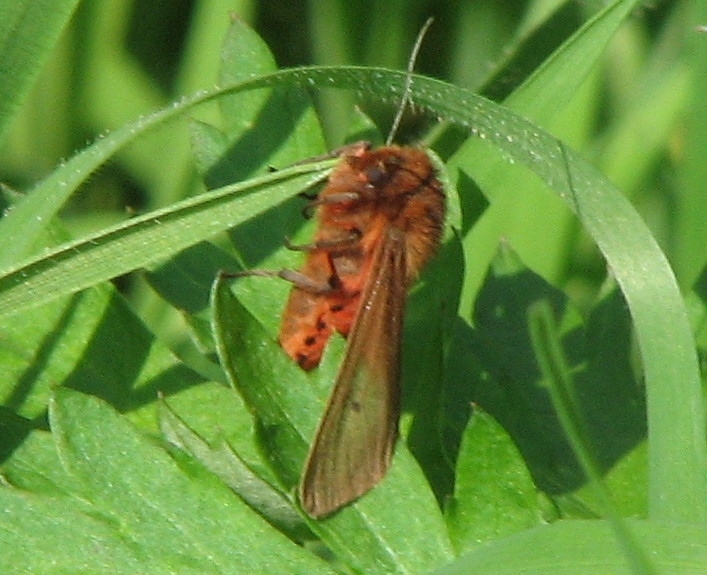 Malacosoma franconicum? No, Phragmatobia fuliginosa