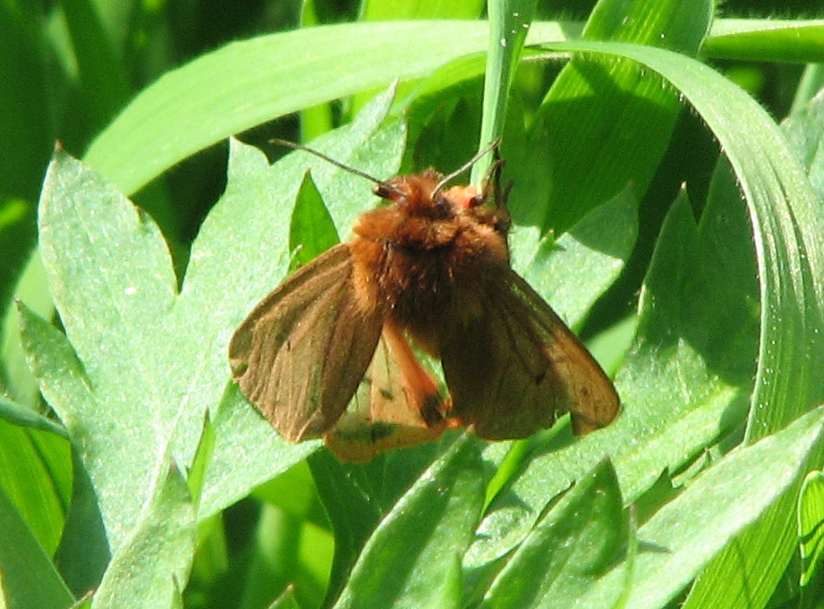 Malacosoma franconicum? No, Phragmatobia fuliginosa