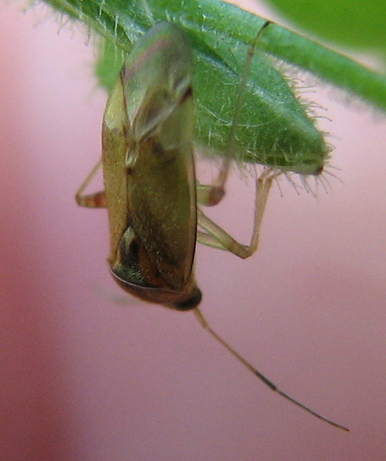 Miridae: Pinalitus cervinus della Lombardia (BG)