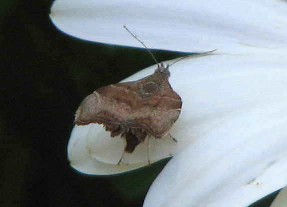 Farfallina bellicosa