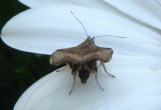 Farfallina bellicosa