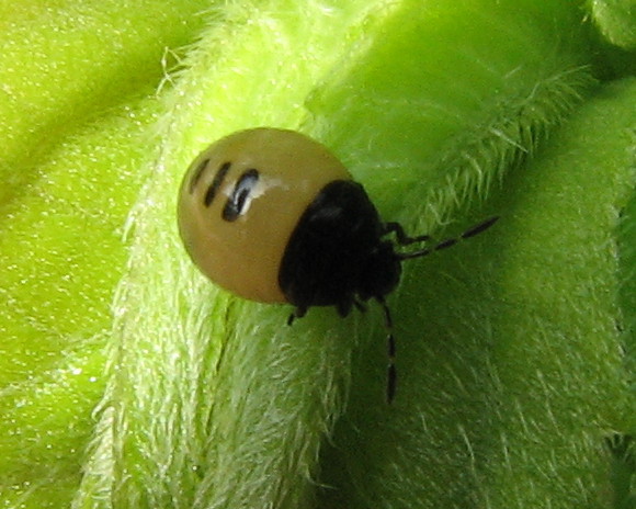 Piccola neanide & ninfa gialla di Tritomegas bicolor