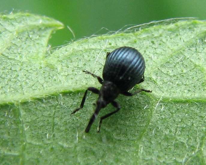 Coleottero Apionidae?