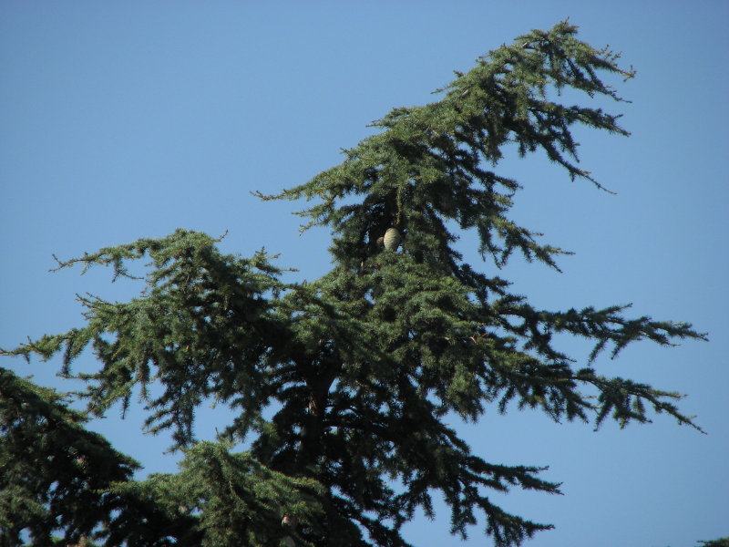 cedrus atlantica o libani?