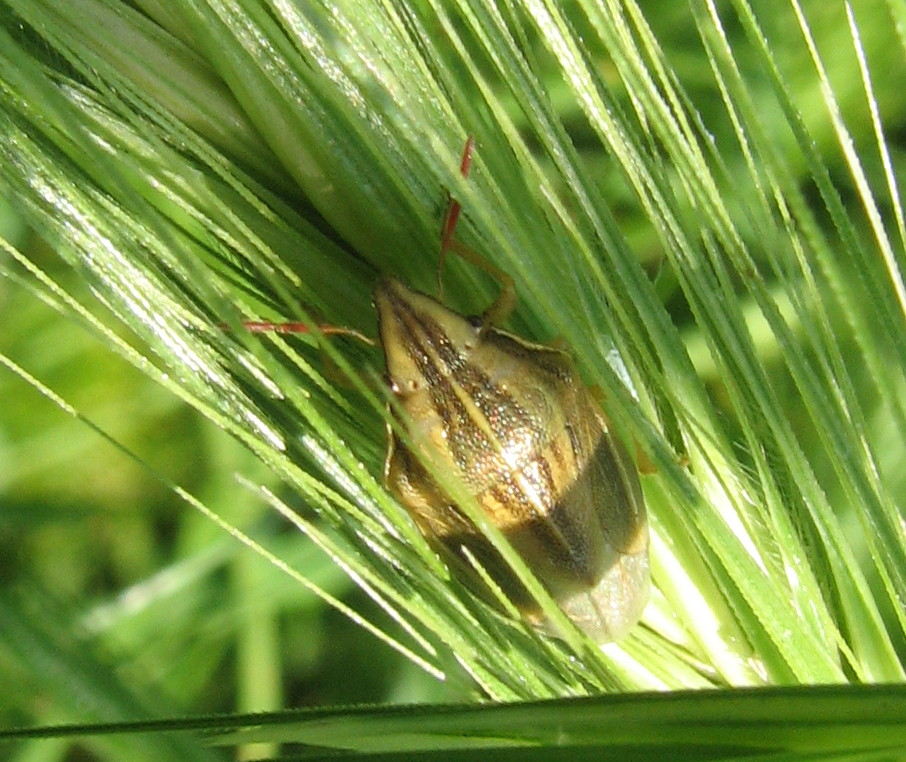 Aelia cfr. acuminata della Sicilia