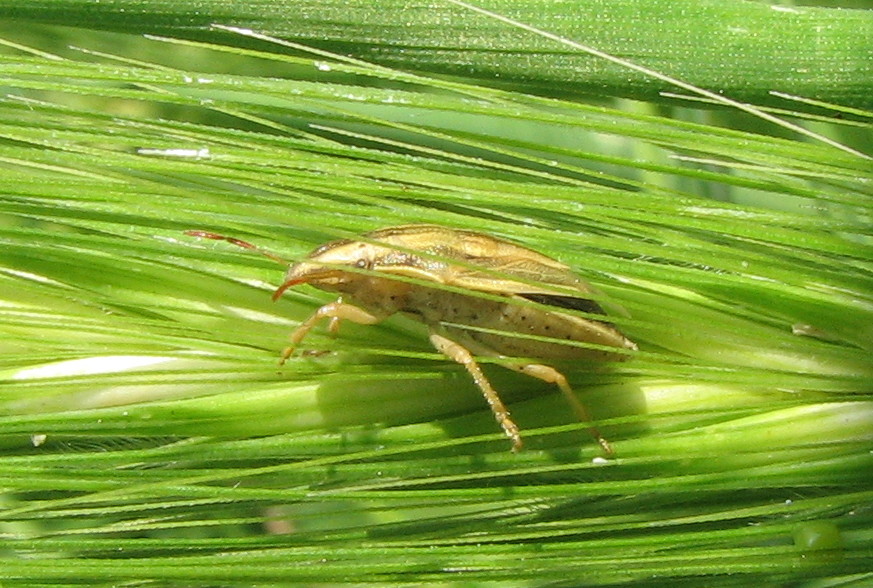 Aelia cfr. acuminata della Sicilia