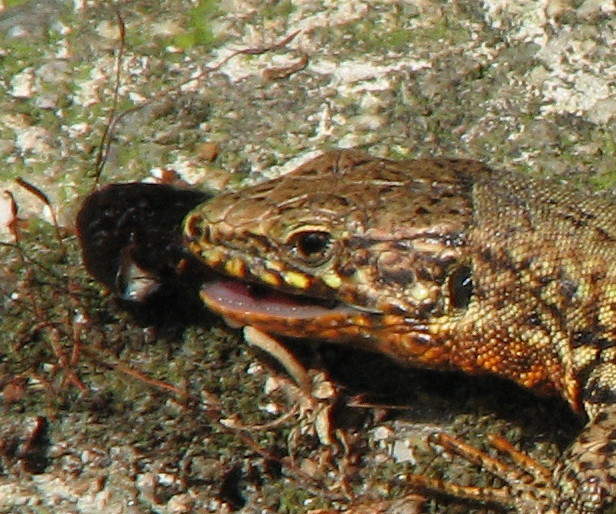 Predazione di Podarcis muralis