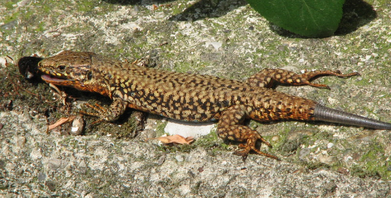 Predazione di Podarcis muralis