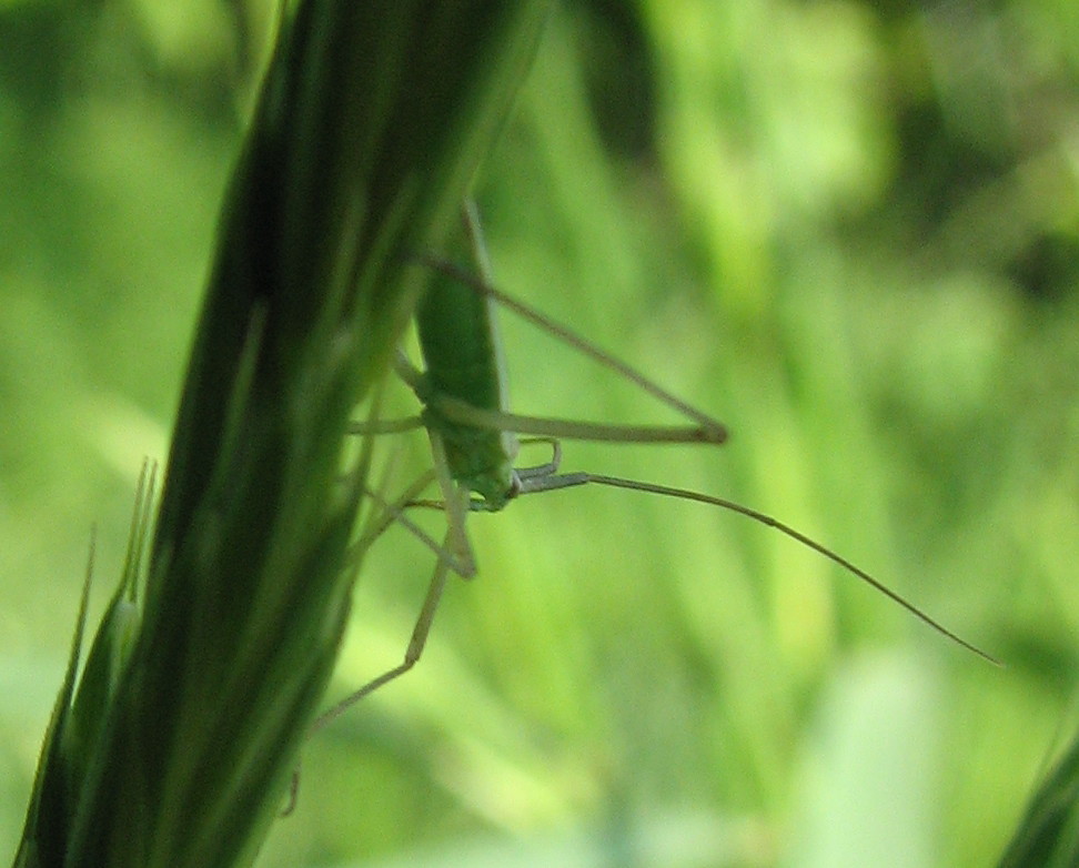 Miridae dalle lunghe antenne: Megaloceroea recticornis