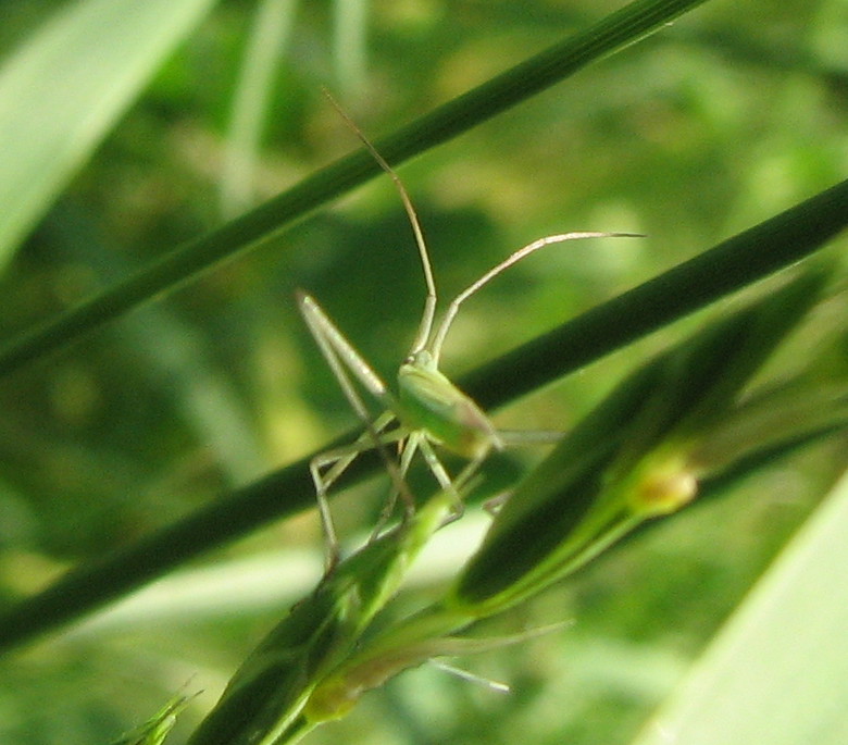 Miridae dalle lunghe antenne: Megaloceroea recticornis