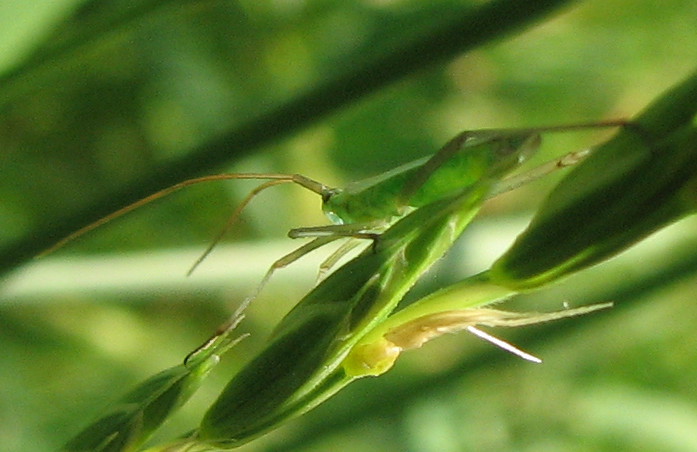 Miridae dalle lunghe antenne: Megaloceroea recticornis