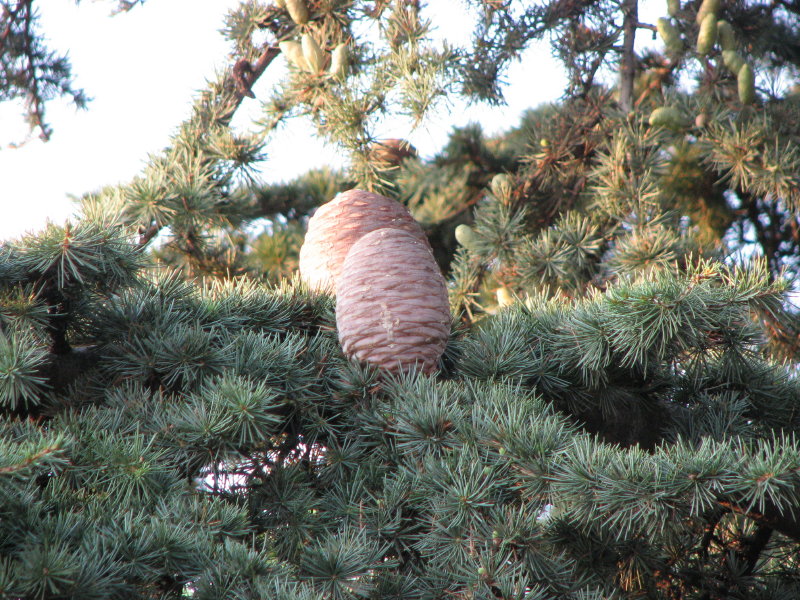 cedrus atlantica o libani?