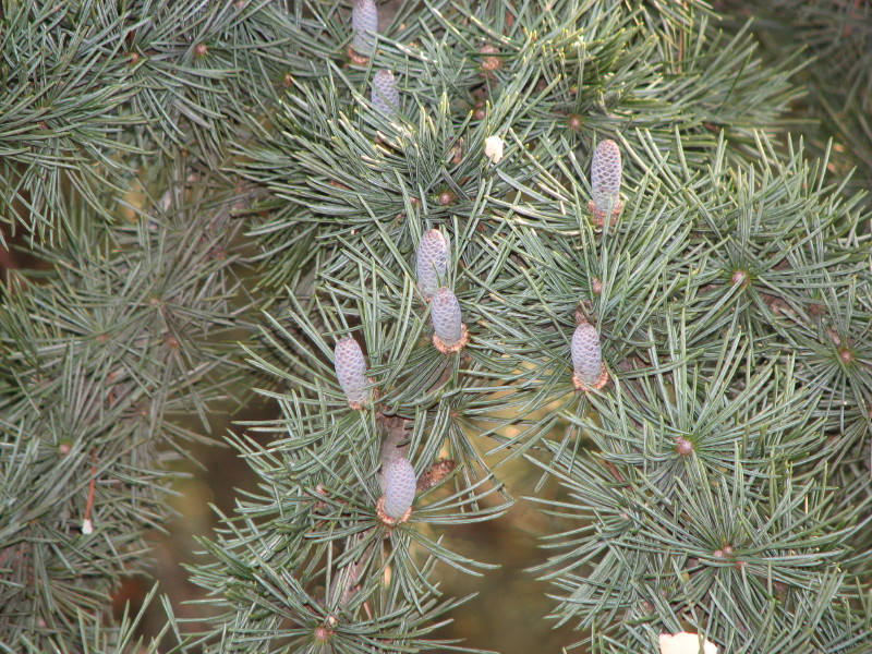 cedrus atlantica o libani?