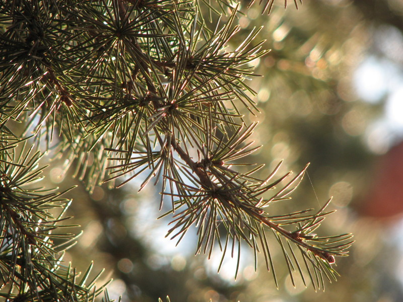 cedrus atlantica o libani?