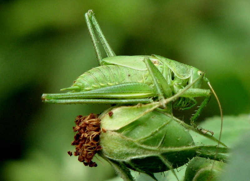 Ninfa di Tettigonia sp.,forse viridissima