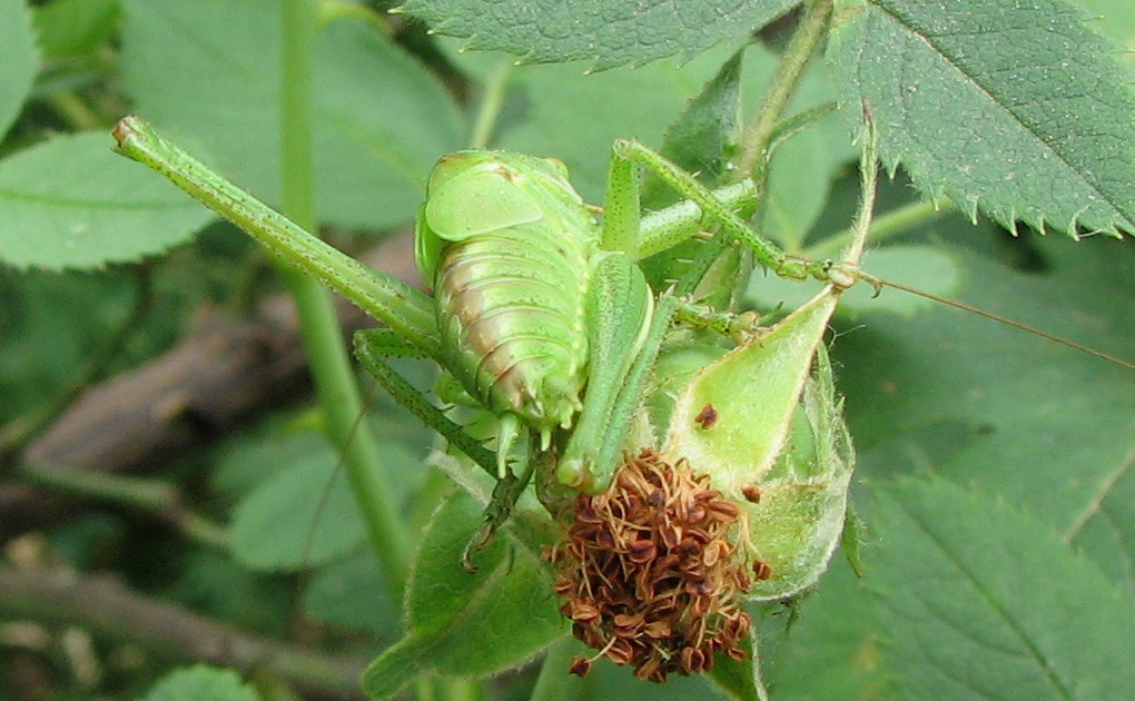 Ninfa di Tettigonia sp.,forse viridissima