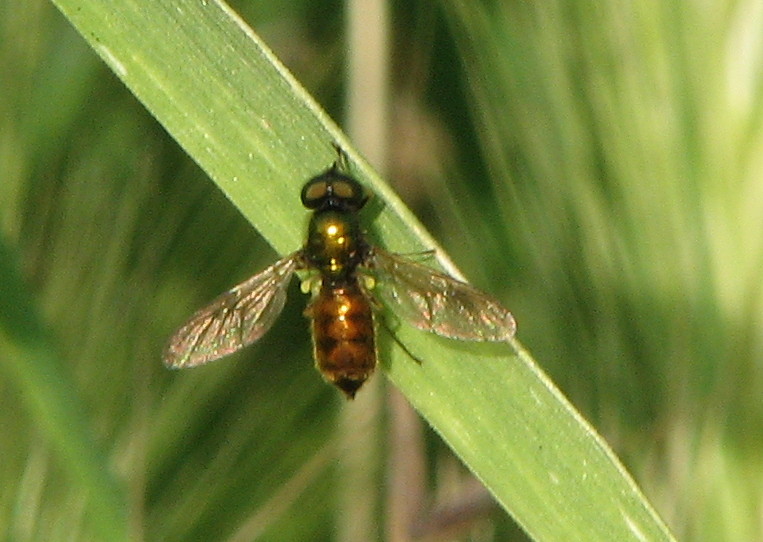 Piccola mosca con addome color bronzo