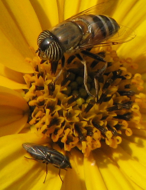 Eristalinus teniops e Stomorhina lunata.