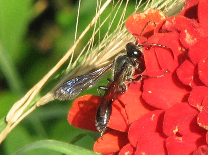 Isodontia sp. (Sphecidae)