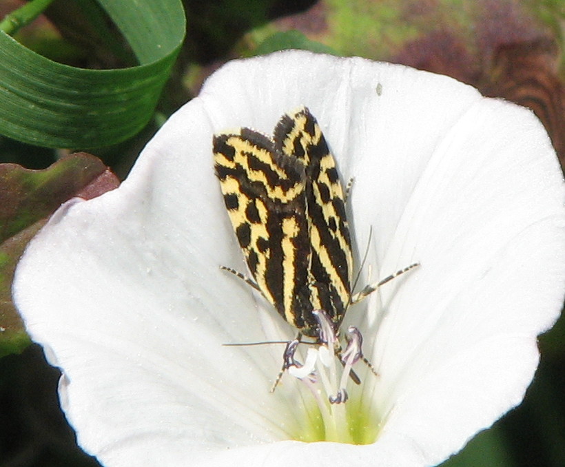 identificazione farfalletta iuventina... - Emmelia trabealis