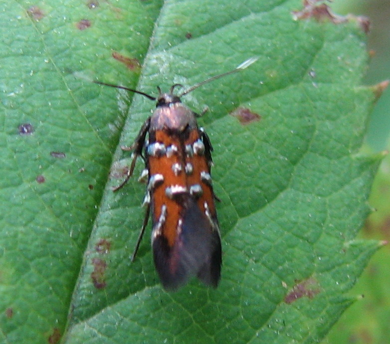 Cosmopterigidae rossa a puntini bianchi