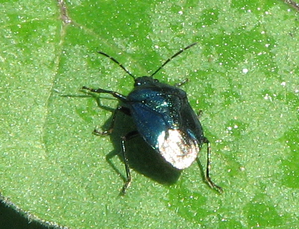 Eterottero blu scuro metallizzato ... Zicrona caerulea