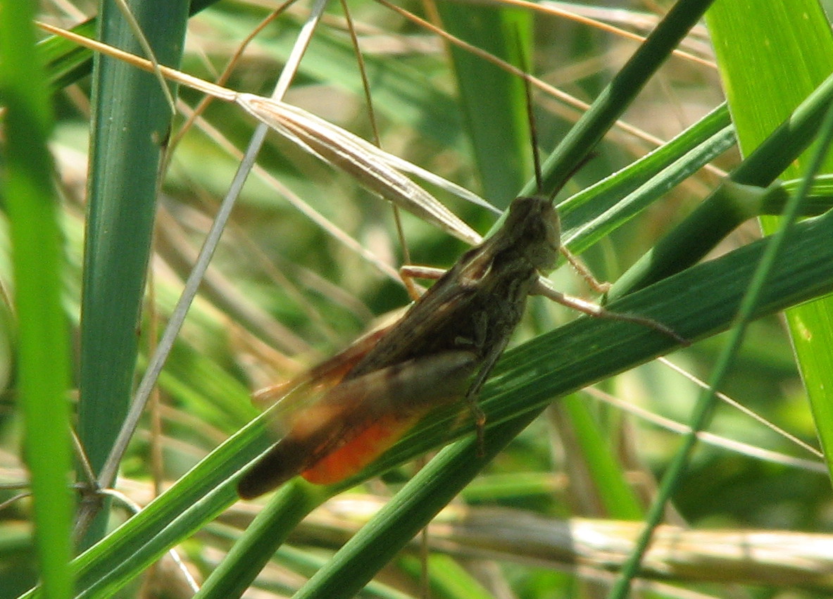 Identificazione cavalletta canterina