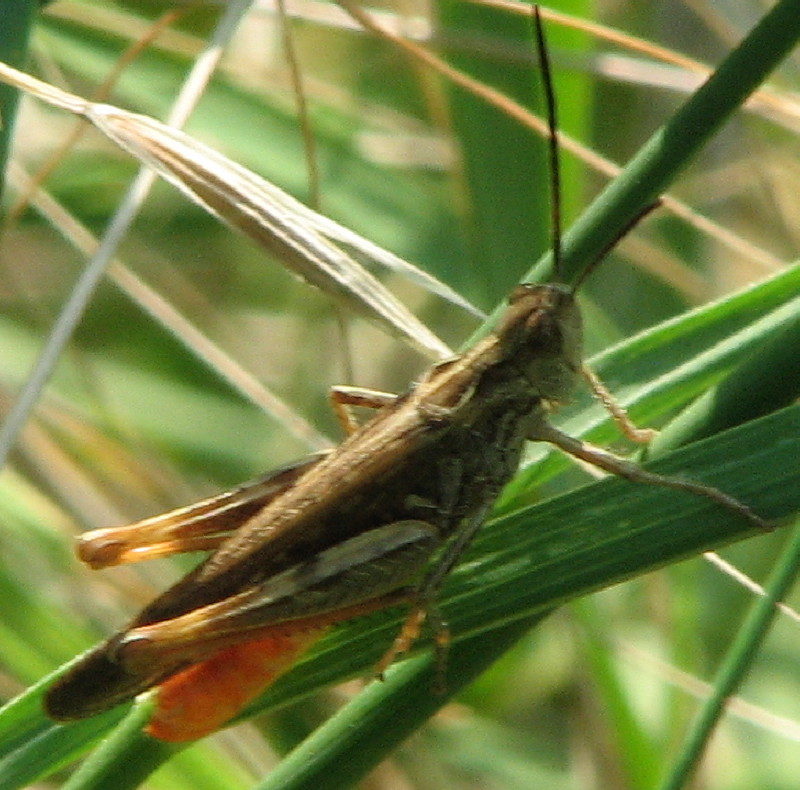 Identificazione cavalletta canterina