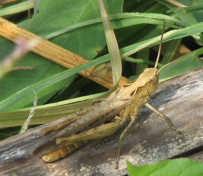 Identificazione cavalletta canterina