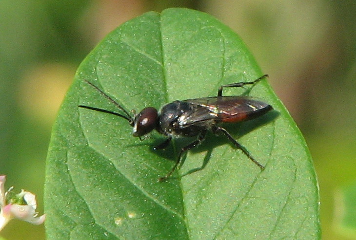 Astata sp. M (Crabronidae)