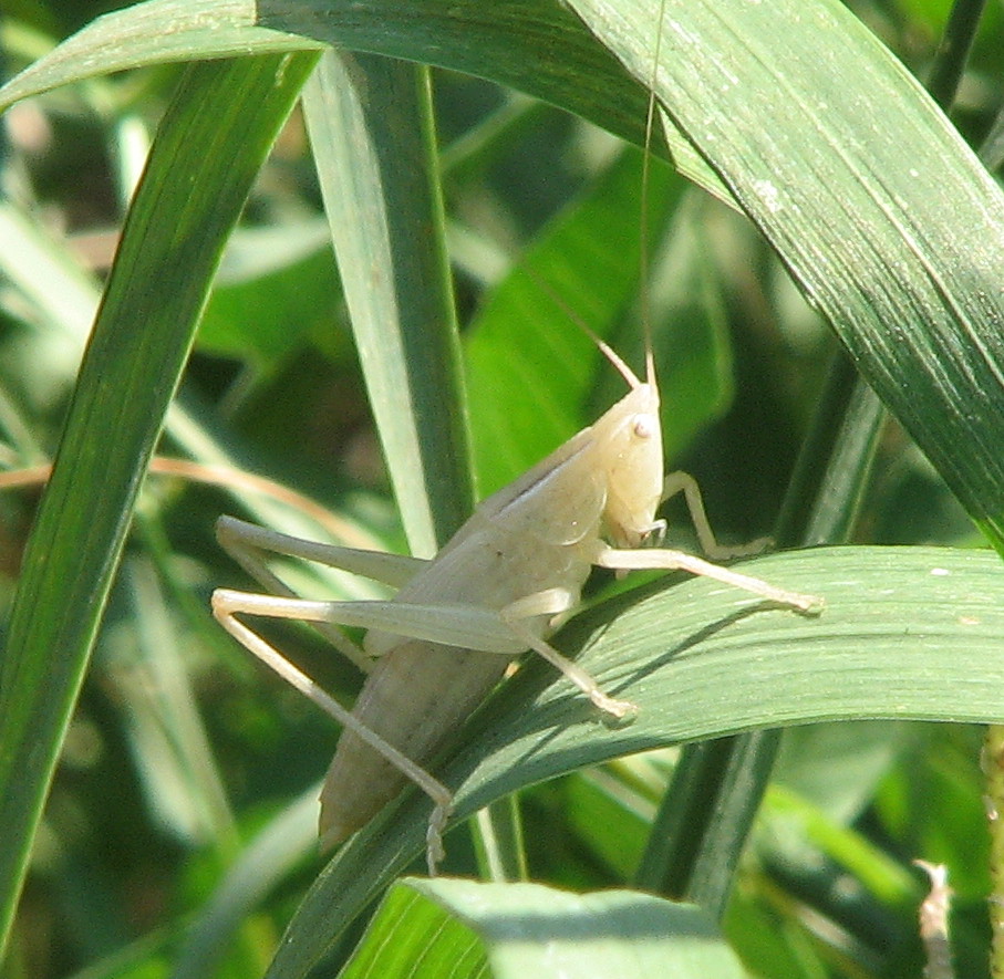 Ninfa lattiginosa: Ruspolia nitidula