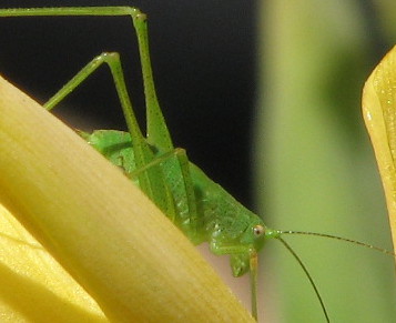 Phaneroptera sp. (ninfa)