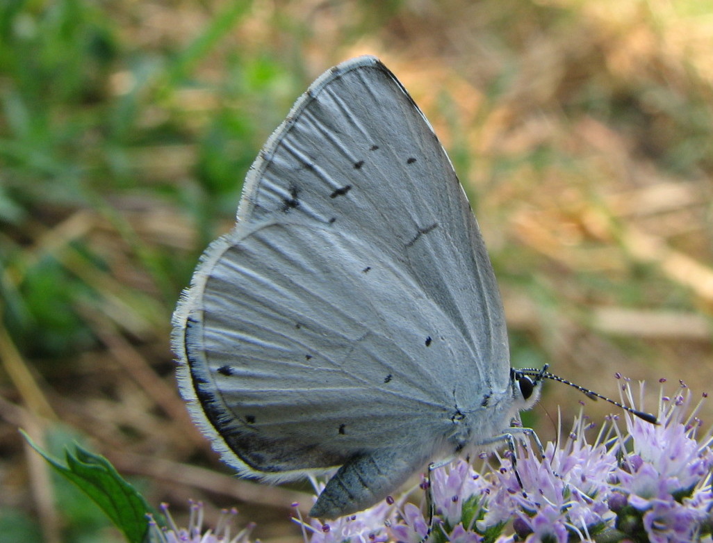 Celastrina argiolus?