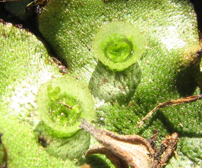 Lunularia cruciata