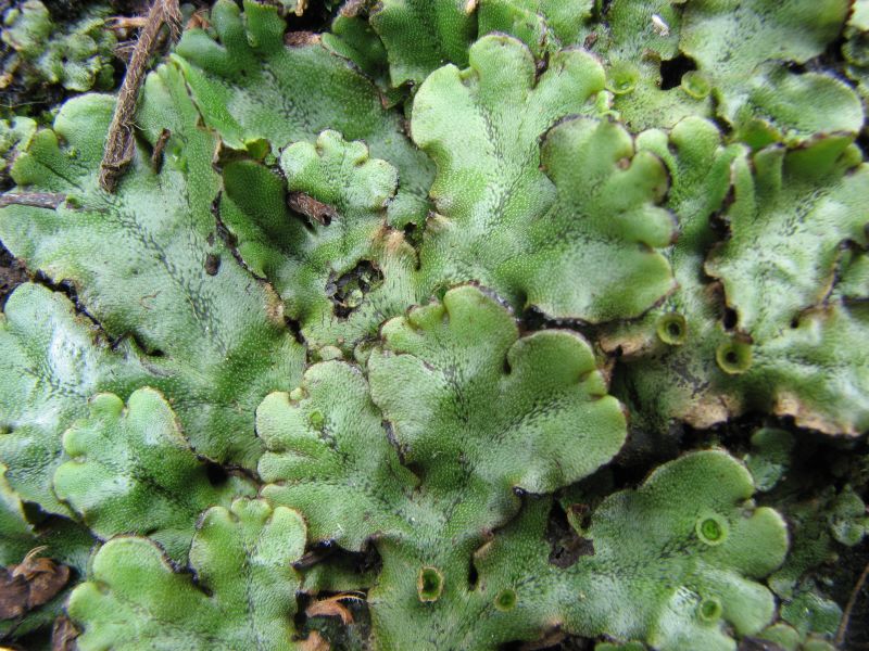 Lunularia cruciata