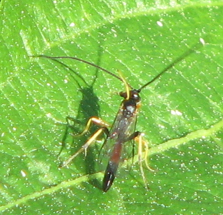 Ichneumonidae