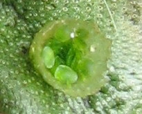 Lunularia cruciata