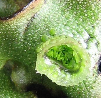 Lunularia cruciata