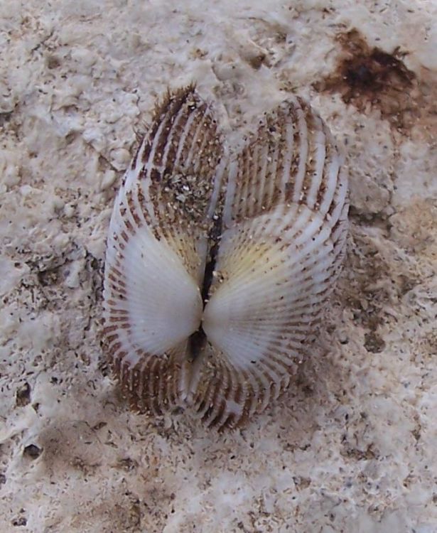 Altro bivalve da identificare