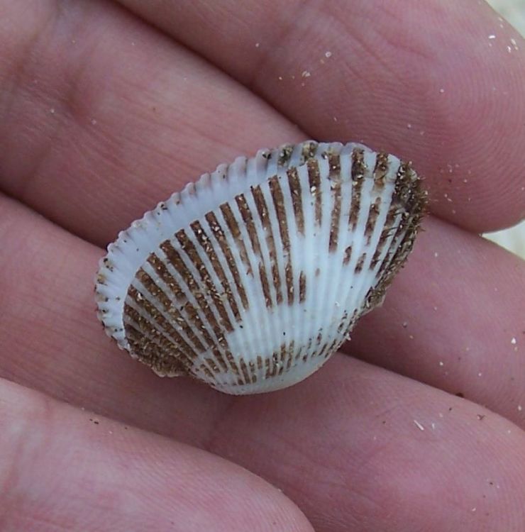 Altro bivalve da identificare