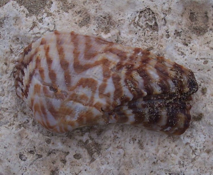 Bivalve da identificare