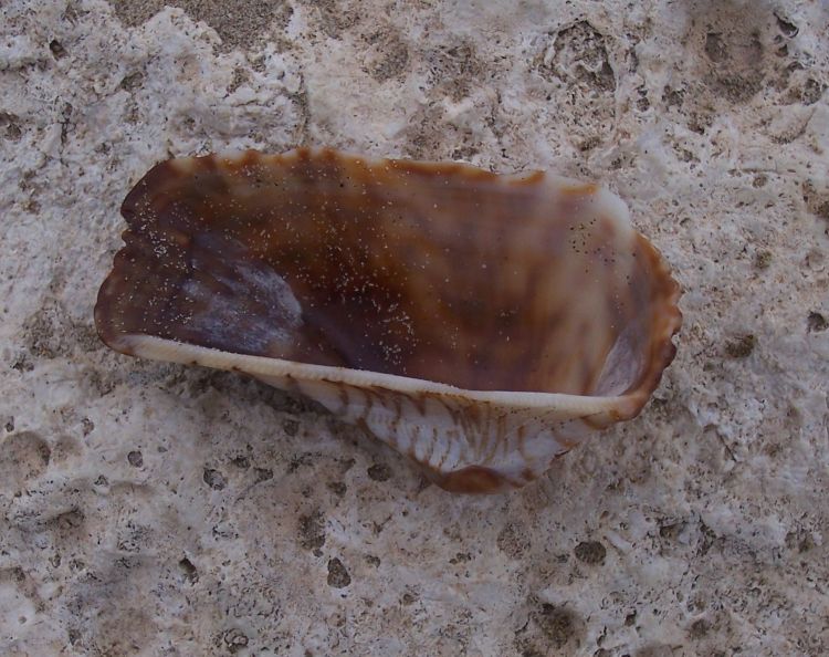 Bivalve da identificare