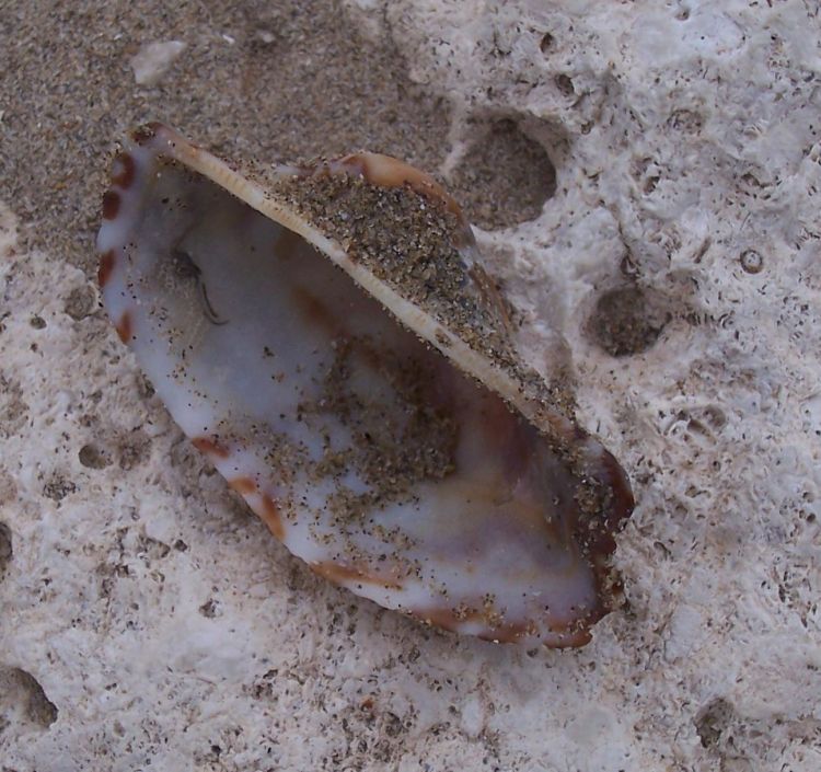 Bivalve da identificare