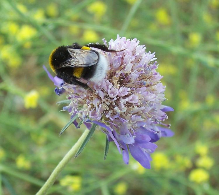 Bombus sp.