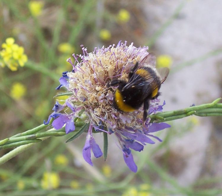 Bombus sp.