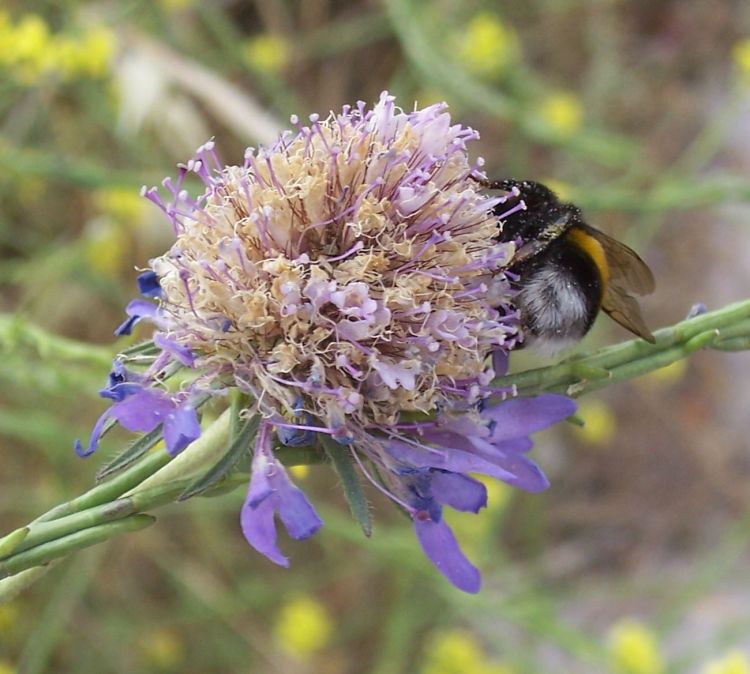 Bombus sp.